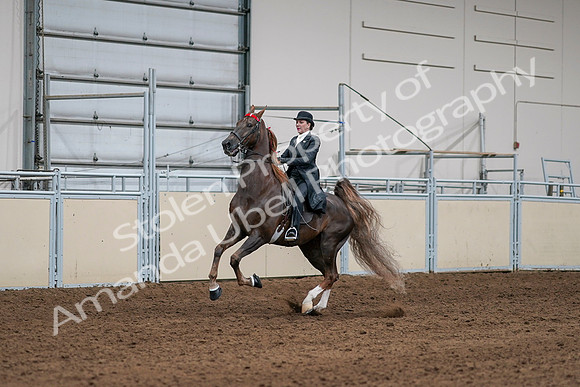 2020 - AB Morgan Horse - Sat, Sept 05 - 13086