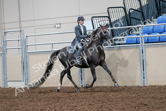 2020 - AB Morgan Horse - Sat, Sept 05 - 13905