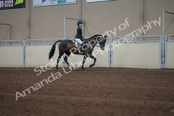2019 Morgan Horse Show - Sept 01, 2019 - 03838
