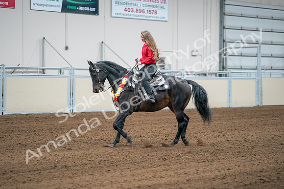 2020 - AB Morgan Horse - Sat, Sept 05 - 10399