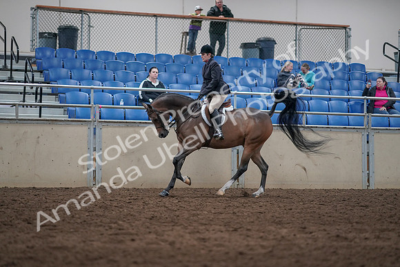 2019 Morgan Horse Show - Sept 01, 2019 - 08649