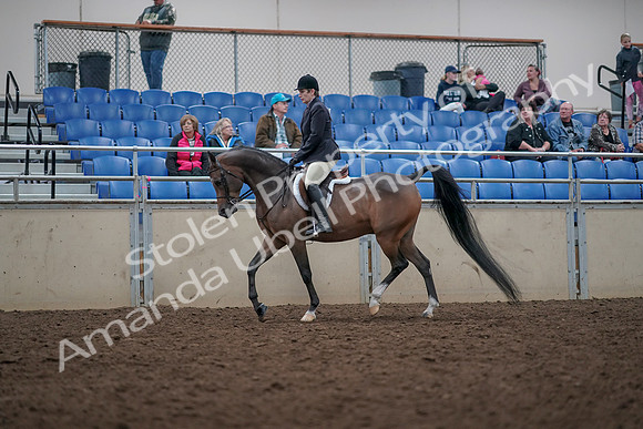 2019 Morgan Horse Show - Aug 31, 2019 - 15927