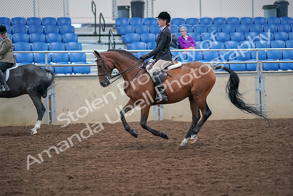 2019 Morgan Horse Show - Aug 30, 2019 - 20510