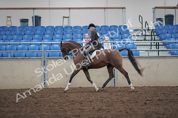 2019 Morgan Horse Show - Aug 31, 2019 - 15915