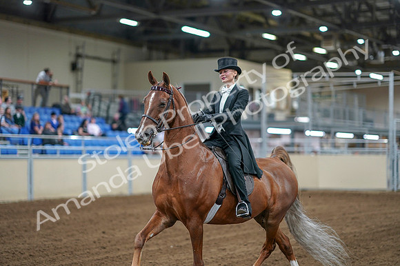 2020 - AB Morgan Horse - Fri, Sept 04 - 06993