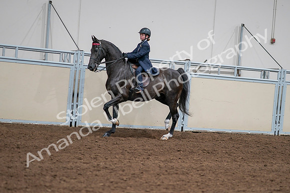 2020 - AB Morgan Horse - Fri, Sept 04 - 03014