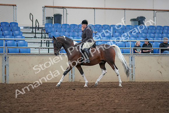 2019 Morgan Horse Show - Aug 30, 2019 - 16031