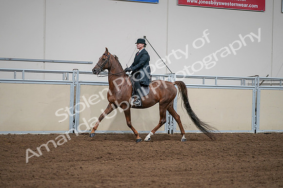2020 - AB Morgan Horse - Fri, Sept 04 - 07972