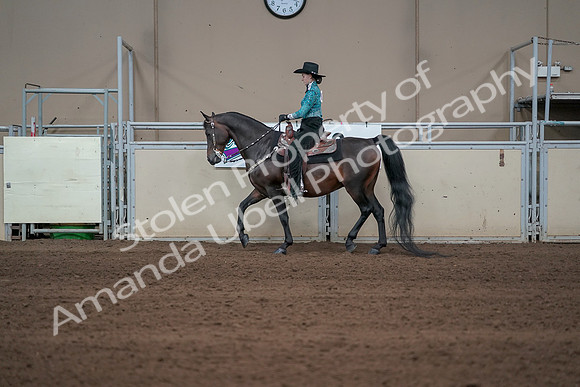 2019 Morgan Horse Show - Sept 01, 2019 - 06921