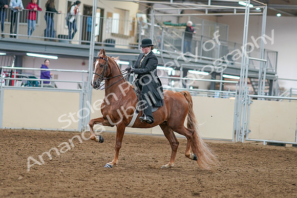 2020 - AB Morgan Horse - Sat, Sept 05 - 07965