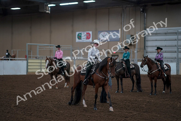 2019 Morgan Horse Show - Sept 01, 2019 - 07245