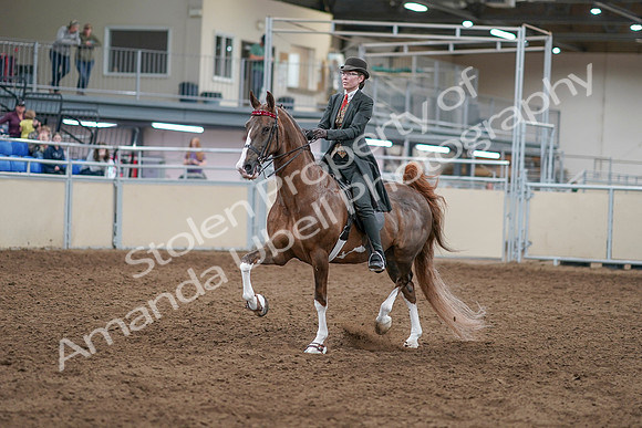 2020 - AB Morgan Horse - Sat, Sept 05 - 12954