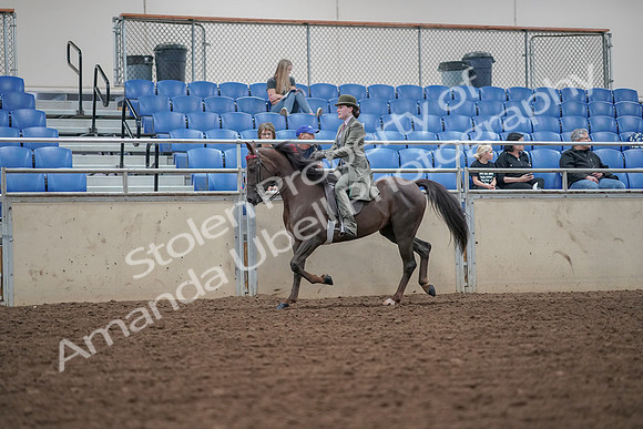 2019 Morgan Horse Show - Aug 30, 2019 - 15512