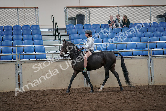 2019 Morgan Horse Show - Aug 30, 2019 - 31039