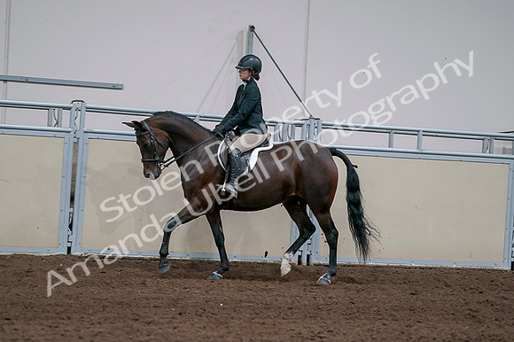 2020 - AB Morgan Horse - Fri, Sept 04 - 05951