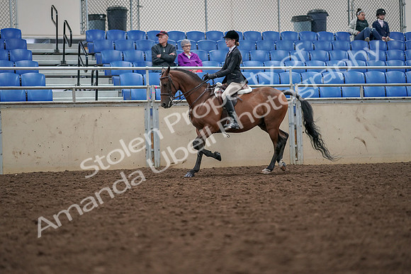 2019 Morgan Horse Show - Aug 30, 2019 - 20351