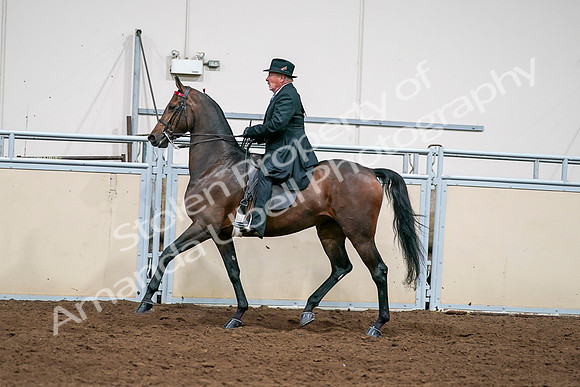 2020 - AB Morgan Horse - Sat, Sept 05 - 08139
