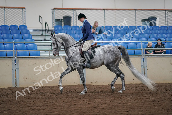 2019 Morgan Horse Show - Aug 30, 2019 - 16049