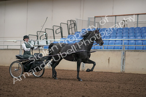 2019 Morgan Horse Show - Aug 31, 2019 - 04752