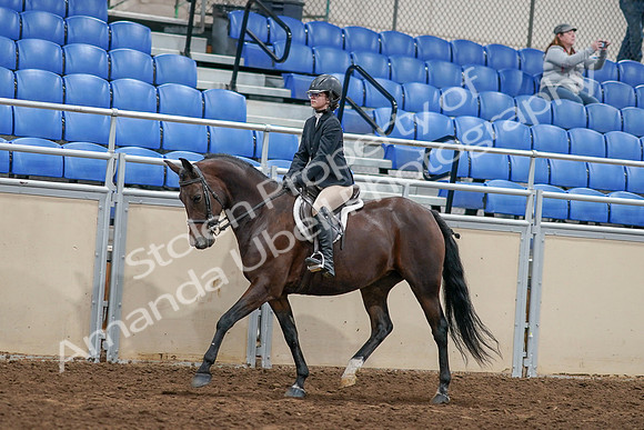 2020 - AB Morgan Horse - Sat, Sept 05 - 14400