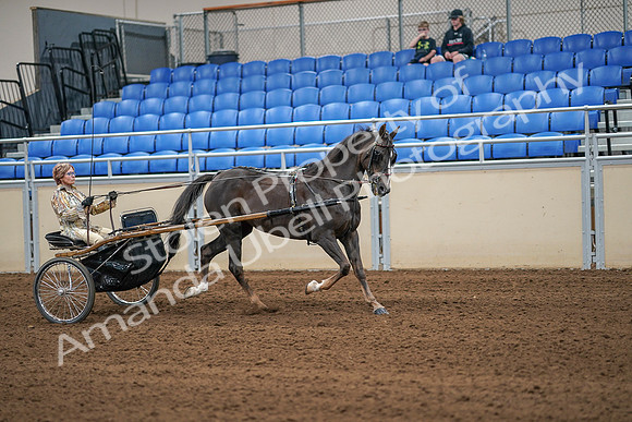 2020 - AB Morgan Horse - Sat, Sept 05 - 05941