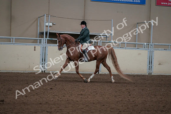 2019 Morgan Horse Show - Sept 01, 2019 - 12215