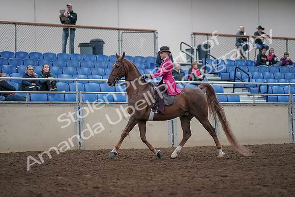 2019 Morgan Horse Show - Aug 31, 2019 - 08517