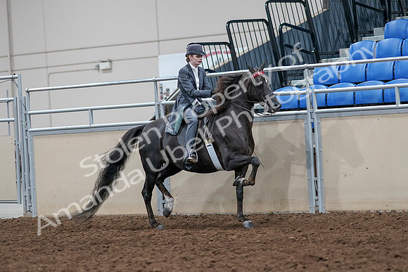 2020 - AB Morgan Horse - Sat, Sept 05 - 13908