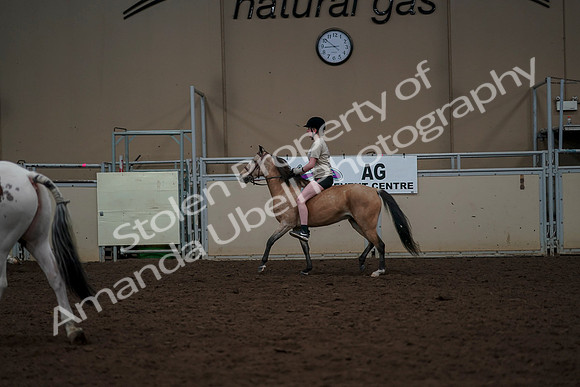 2019 Morgan Horse Show - Aug 30, 2019 - 31169
