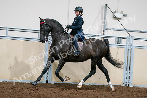 2020 - AB Morgan Horse - Fri, Sept 04 - 03234