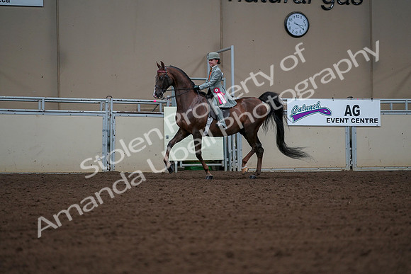 2019 Morgan Horse Show - Aug 30, 2019 - 18225