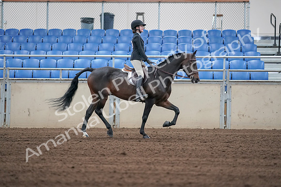 2019 Morgan Horse Show - Sept 01, 2019 - 03826