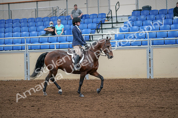 2020 - AB Morgan Horse - Fri, Sept 04 - 06079
