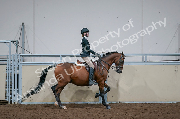2020 - AB Morgan Horse - Fri, Sept 04 - 06026