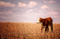 Domestic Animals - 011