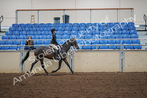 2019 Morgan Horse Show - Aug 30, 2019 - 12433