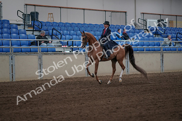 2019 Morgan Horse Show - Sept 01, 2019 - 11957