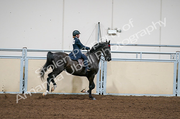 2020 - AB Morgan Horse - Fri, Sept 04 - 03151