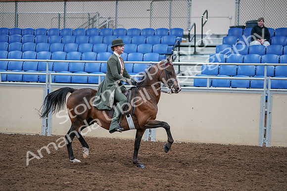 2020 - AB Morgan Horse - Fri, Sept 04 - 03433