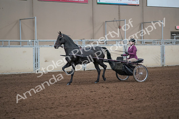 2019 Morgan Horse Show - Sept 01, 2019 - 10378