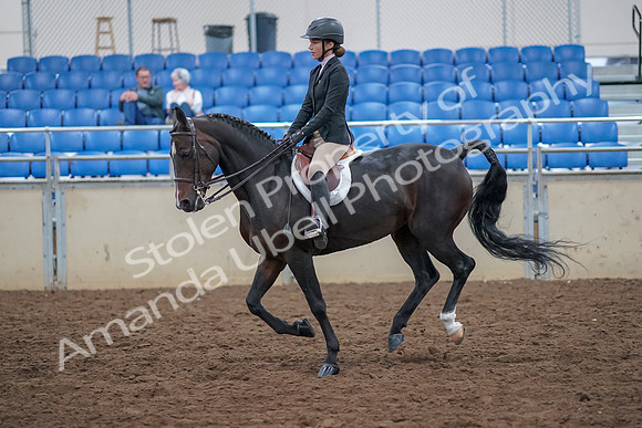 2019 Morgan Horse Show - Aug 30, 2019 - 20553
