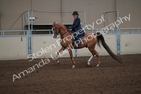 2019 Morgan Horse Show - Sept 01, 2019 - 11906
