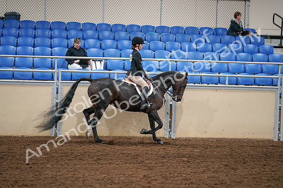 2020 - AB Morgan Horse - Fri, Sept 04 - 02168