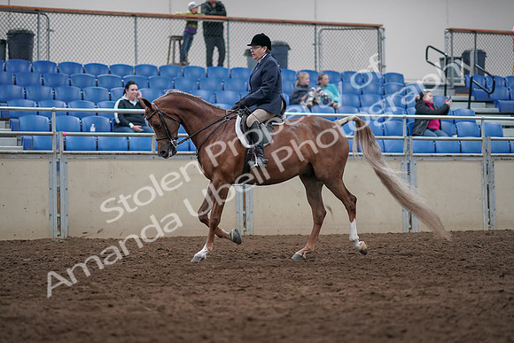2019 Morgan Horse Show - Sept 01, 2019 - 08531