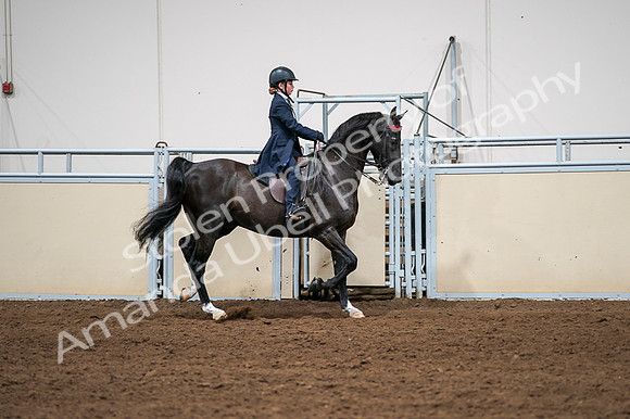 2020 - AB Morgan Horse - Fri, Sept 04 - 03079