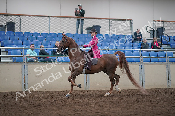 2019 Morgan Horse Show - Aug 31, 2019 - 08524