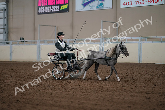 2019 Morgan Horse Show - Aug 30, 2019 - 13405