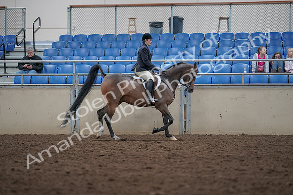2019 Morgan Horse Show - Aug 31, 2019 - 16186