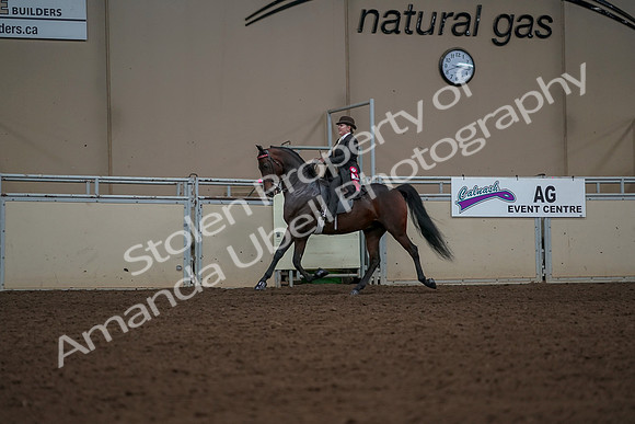 2019 Morgan Horse Show - Aug 30, 2019 - 28307