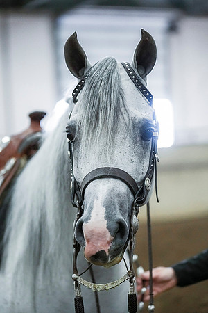 Spring Fling - Saturday - April 20, 2019  -  00380